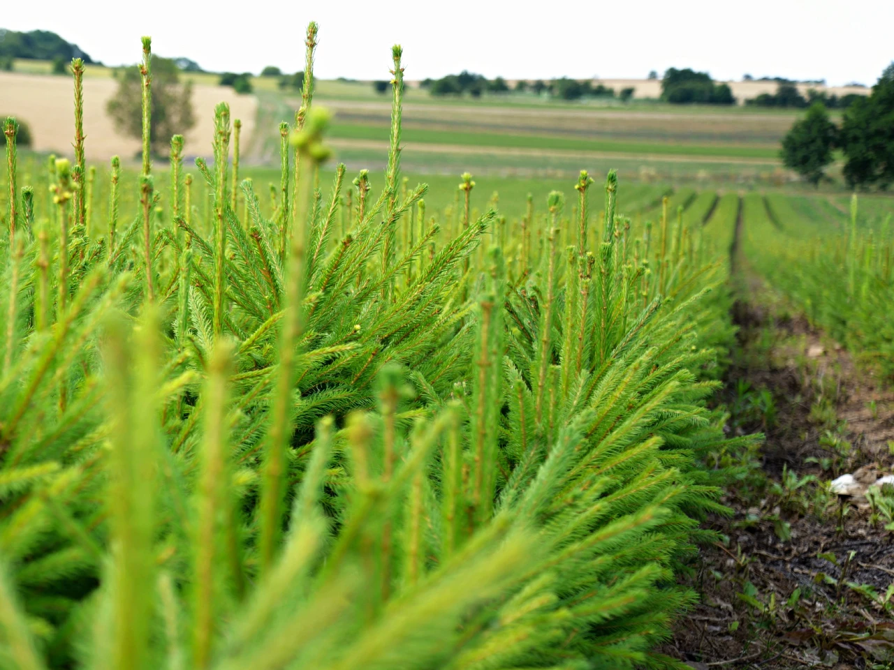 WurzelnackteForstpflanzen