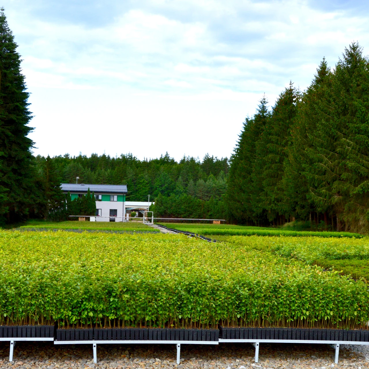 Subventionen Forstbaumschule Žofinka Subventionen Forstbaumschule Žofinka